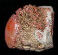 Pennsylvanian Aged Red Agatized Horn Coral - Utah #15244-1